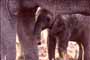Een 6 maanden jong olifantje kan nog net onder moeder door kijken.